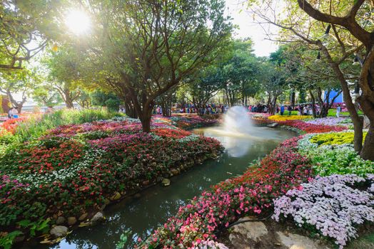 Chiang Rai, Thailand - JANUARY 02, 2016: Flowers Blooming at the Chiang Rai Flower Festival and Music in the Park 2016