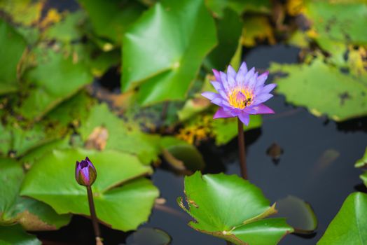 Lotus flowers on the River