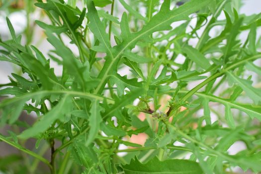 Arugula salad as a close up