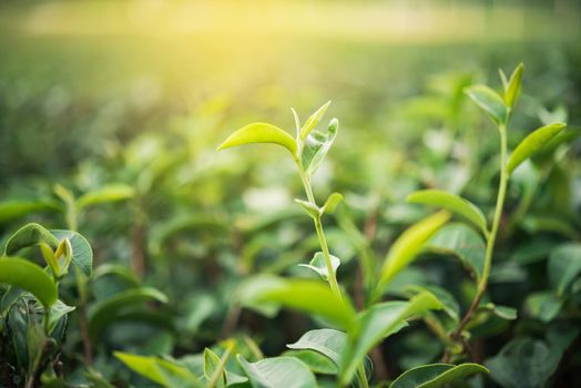 leaf green tea in the farm in the morning