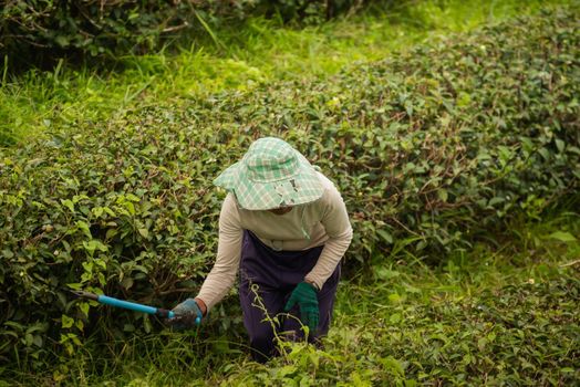 worker woman picking green tea leaf at the tea farm