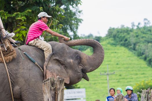 2013 September 28, Tourist ride an elephant in chiang rai, Thailand