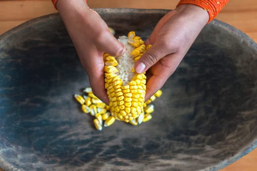 closeup of pretty indigenous hands removing the yellow kernels of corn from a cob. High quality photo