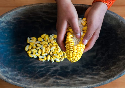 close-up of two hands of an indigenous woman shelling an ear of corn in an ancestral wooden bowl. High quality photo