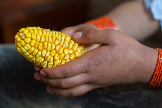 closeup of the beautiful hands of an indigenous woman from otavalo ecuador picking up an ear of yellow corn. High quality photo