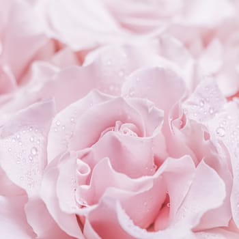 Pale pink white rose flower. Macro flowers background for holiday brand design