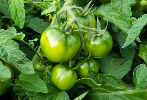A bunch of green tomatoes is hanging on a branch. Close-up.
