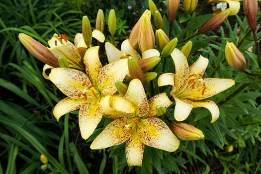 Beautiful bright lilies in the garden after the rain. Close-up. High quality photo