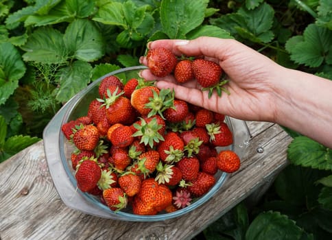 A woman collects strawberries from a strawberry bed in a glass plate. High quality photo