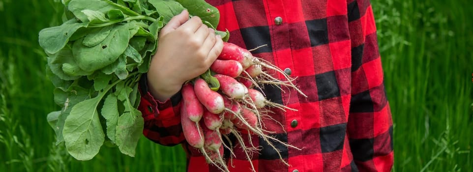 the boy is holding a bunch of freshly picked radishes. selective focus