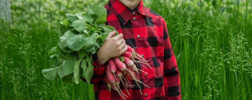 the boy is holding a bunch of freshly picked radishes. selective focus