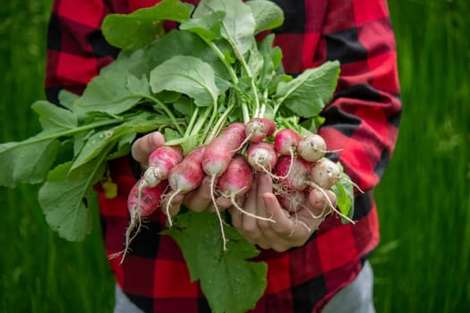 the boy is holding a bunch of freshly picked radishes. selective focus