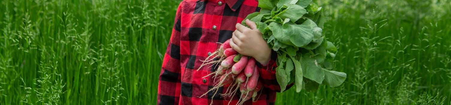 the boy is holding a bunch of freshly picked radishes. selective focus