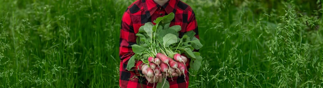 the boy is holding a bunch of freshly picked radishes. selective focus