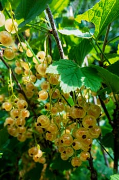 Brush of white currant berries and green leaves. White currant Ribes rubrum White grape Close up. Macro. High quality photo