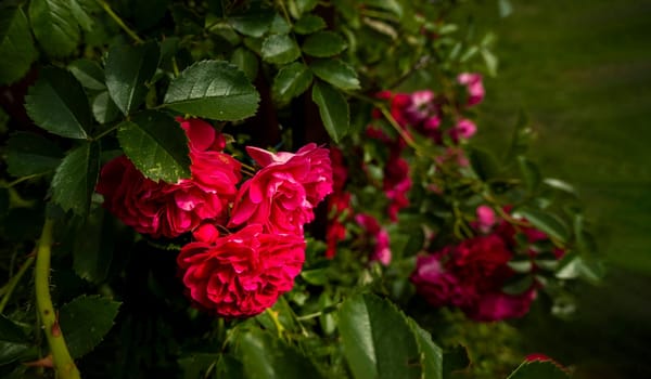 Close up of the informal repeat-flowering garden rose. Beautiful roses on dark background. Lush bush of pink roses with dark vignette. Romantic luxury background or wallpaper. beautiful floral postcard with trailing roses and mouse peas