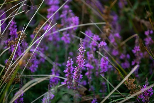 During the summer season, a medicinal plant called yarrow blooms in the wet meadows. A view of nature in all its glory.