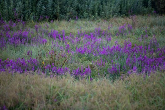A meadow full of yarrow flowers in Polesie, Poland. A breathtaking view of green vegetation and flowers.