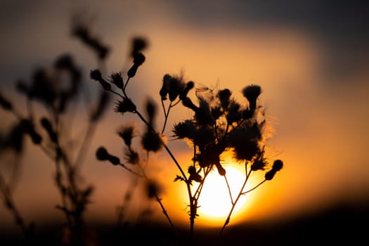 Close-up view of the outlines of plants in bloom against the backdrop of a large sunset. Sunset at the end of the summer season.