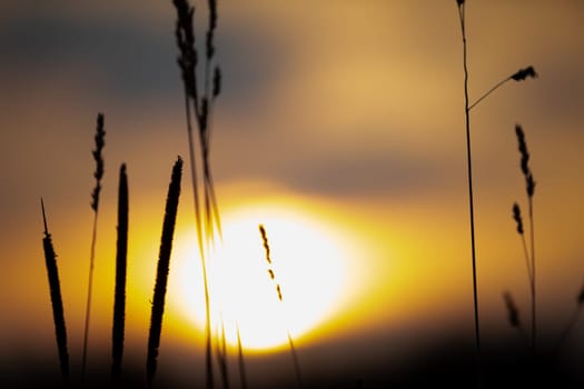 Close-up view of the outlines of plants in bloom against the backdrop of a large sunset. Sunset at the end of the summer season.