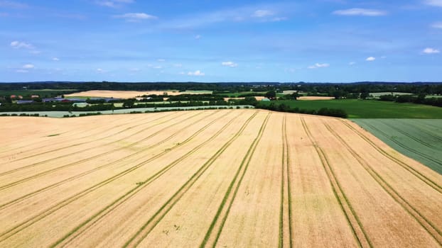 View over a wheat field in good weather found in northern germany