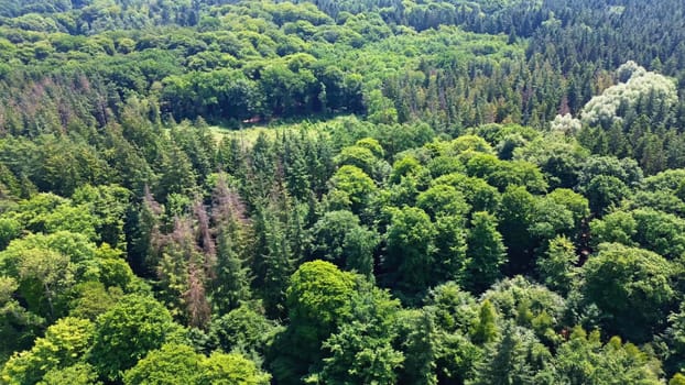 Drone view of a mixed forest with green trees in northern Germany