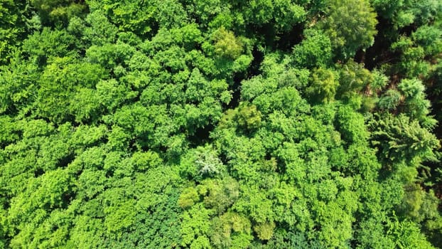 Drone view of a mixed forest with green trees in northern Germany