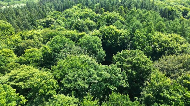 Drone view of a mixed forest with green trees in northern Germany