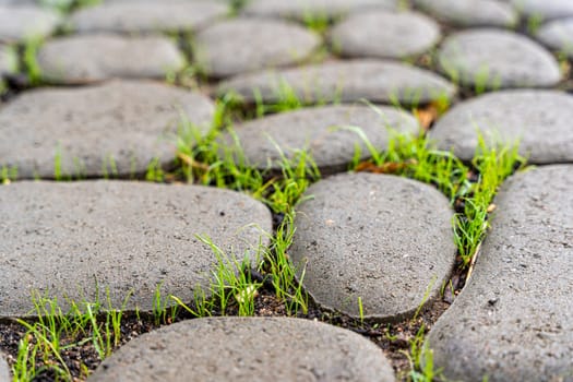 A stone path with sprouted green grass. Background of cobblestone pavement. The texture of stone pavement and green young shoots. A stone-paved road. cobblestone pavement close-up. Sidewalk design