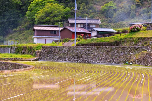 Rows of freshly planted rice by traditional Japanese farm house in mountain village. High quality photo