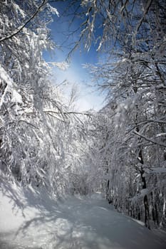 Photographic documentation of a path in a completely snow-covered forest 