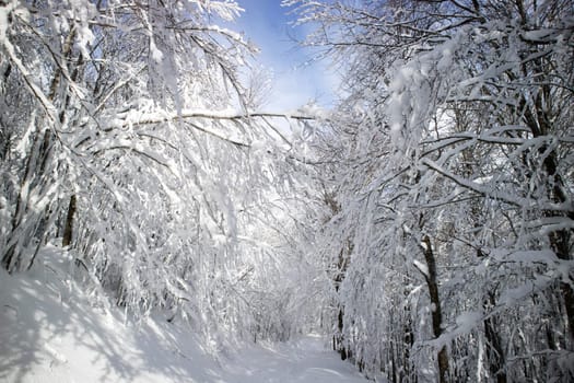 Photographic documentation of a path in a completely snow-covered forest 