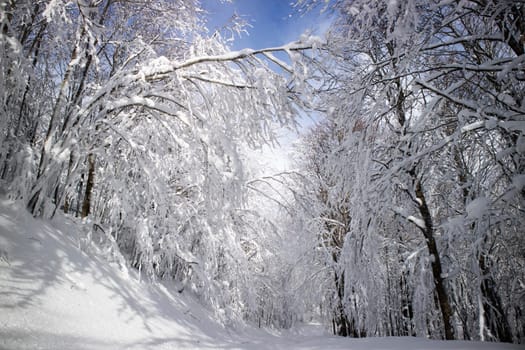 Photographic documentation of a path in a completely snow-covered forest 