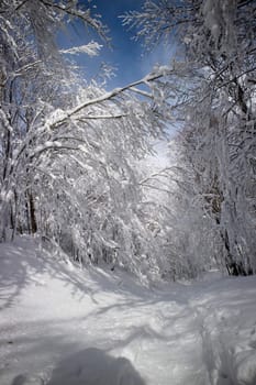 Photographic documentation of a path in a completely snow-covered forest 