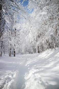 Photographic documentation of a path in a completely snow-covered forest 