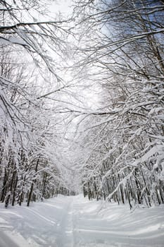 Photographic documentation of a path in a completely snow-covered forest 