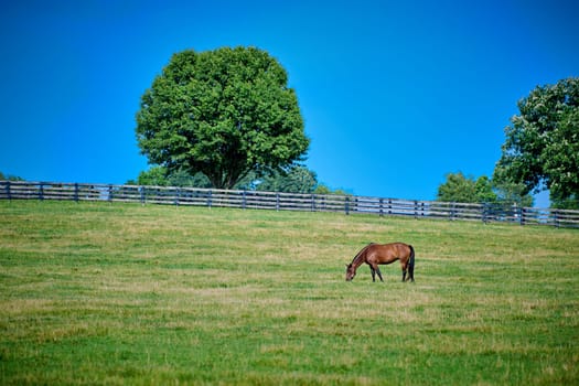 Horse grazing in a field with fence and tree.
