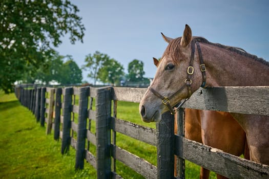 Horse with its head over a fence at a horse farm.