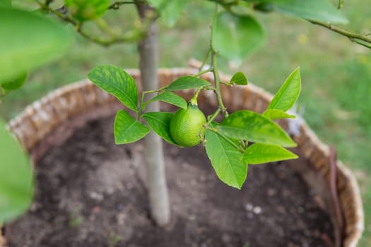 Green lime on the tree, excellent source of vitamin C. Agriculture