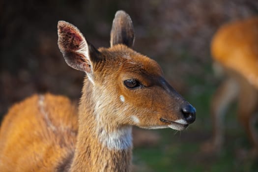 Close-up image of a young female Bushbuck (Tragelaphus scriptus) in the Royal Natal National Park, Kwa-Zulu Natal Privince South Africa