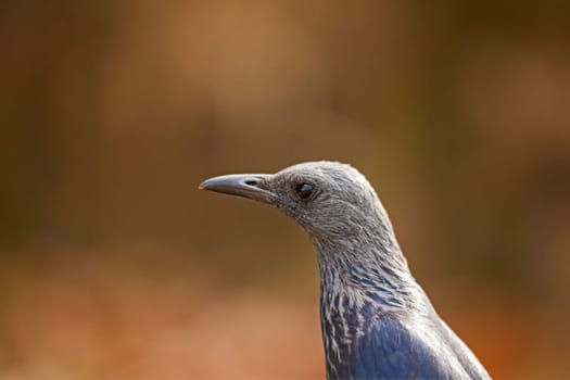 A single Female Red-winged Starling (Onychognathus morio) on a blurred background in Royal Natal National Park, Kwa-Zulu Natal Province South Africa