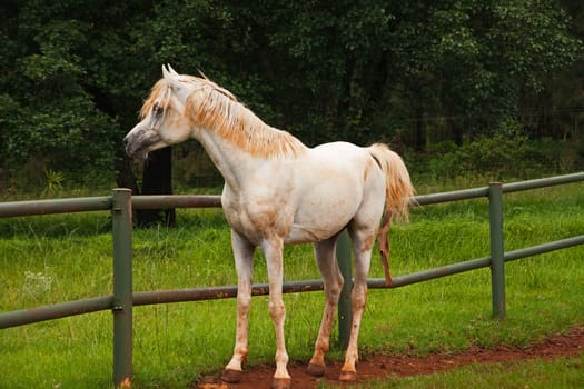 A Straight Egyptian Arabian horse of the Al-Miqdad Arabians Stud at Silver Mist near Haenertsburg South Africa
