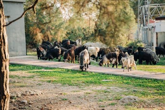 Flock group herd of sheeps and goats grazing eating grass in the city park.