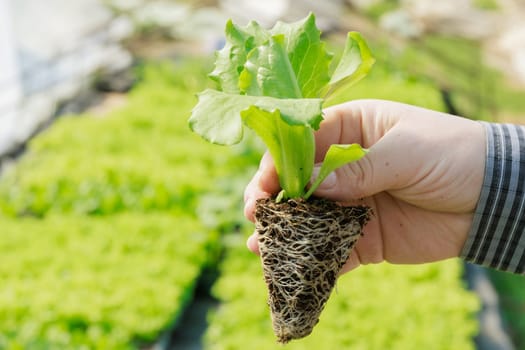 Root system of young green lettuce requires proper care and nourishment for healthy growth.