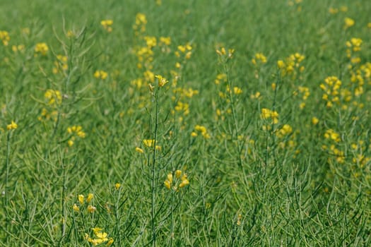 Many farmers rely on rapeseed cultivation as a source of income.