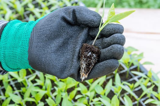 A farmer takes out a pepper seedling from a plastic cassette. Growing healthy seedlings with well-developed roots in a greenhouse nursery.