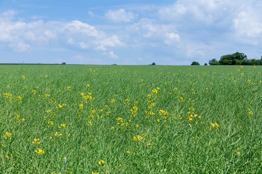 Rapeseed field is vast expanse of golden hues, creating picturesque landscape.