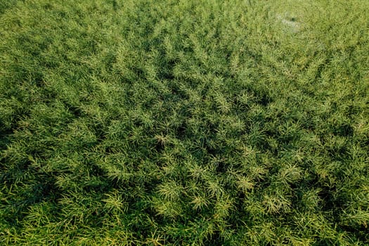 After the rapeseed flowers have withered, the field transforms into a dry landscape, ready for harvesting.