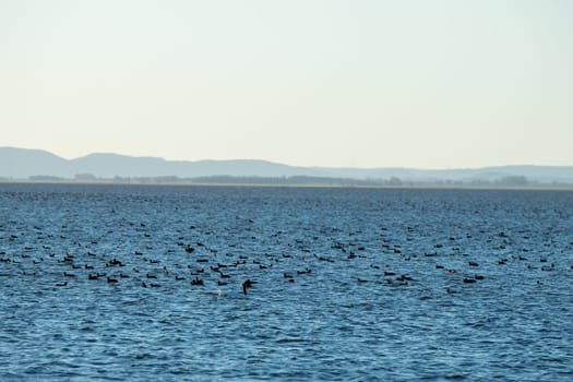 Laguna de Rocha, Uruguay : 2023 May 29 : Birds in the Laguna de Rocha in La Paloma in the protected area in Uruguay.