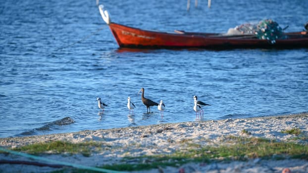 Laguna de Rocha, Uruguay : 2023 May 29 : Birds and Fishing boat in the Laguna de Rocha in La Paloma in the protected area in Uruguay.